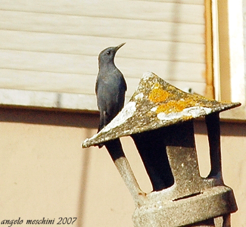 Passero solitario Monticola solitarius